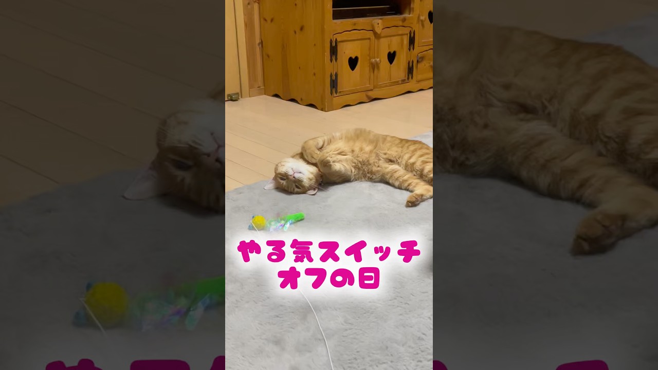 𓏲𓎨やる気スイッチ⭐︎オフの日🐈⸒⸒⸒⸒🐾 #猫好き #癒し動画 #猫の