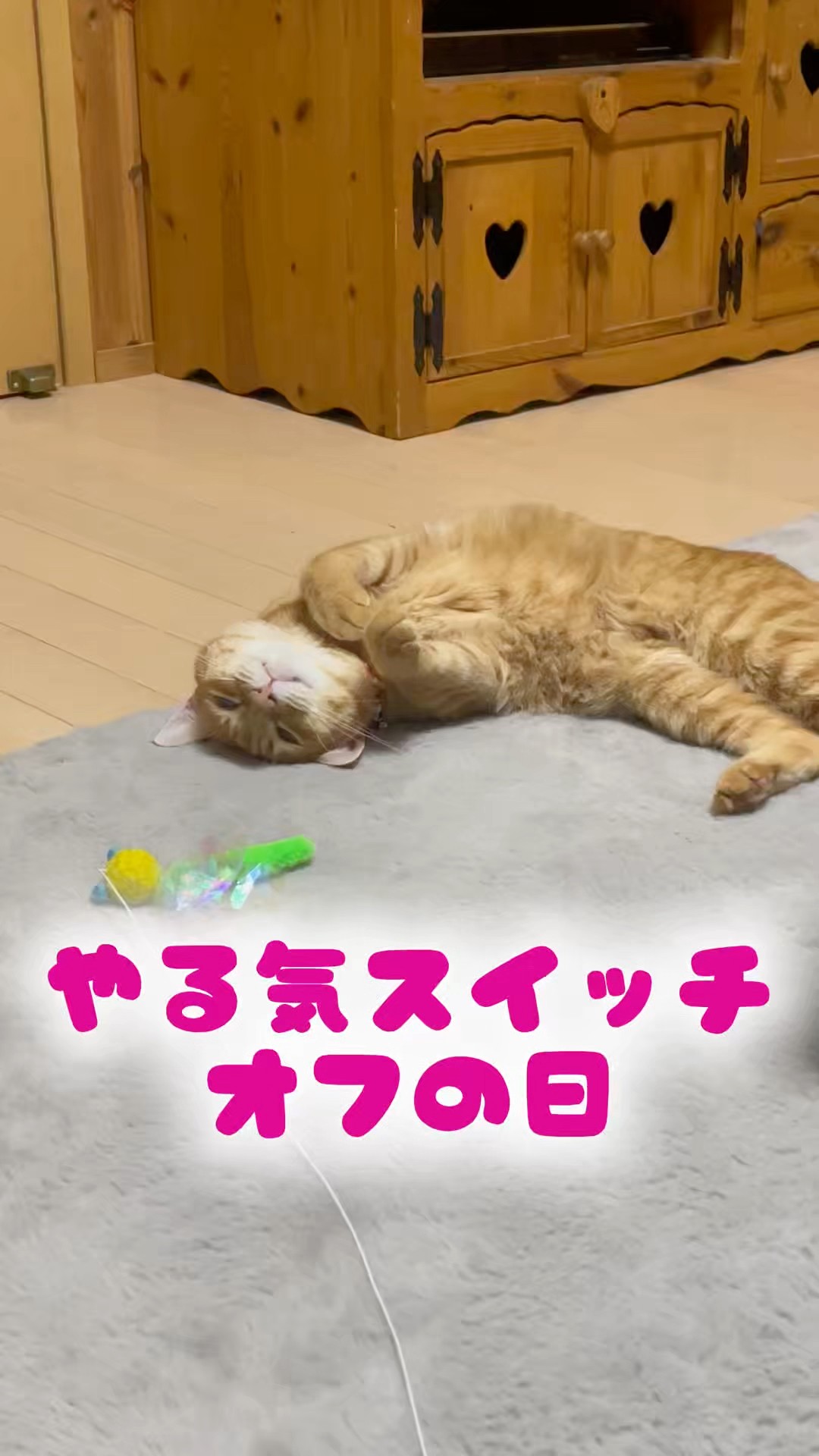 𓏲𓎨やる気スイッチ⭐︎オフの日🐈⸒⸒⸒⸒🐾 #猫好き #癒し動画 #猫の