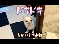 【疑り深い犬】もっと近くに行きたいけど「ひょっとして？」という疑心暗鬼になるチワワの動きが相変わらず面白いｗ