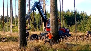 5,6m3 spruce with Komatsu 951