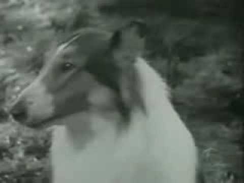 The Story Of Lassie  The Hollywood Collection 