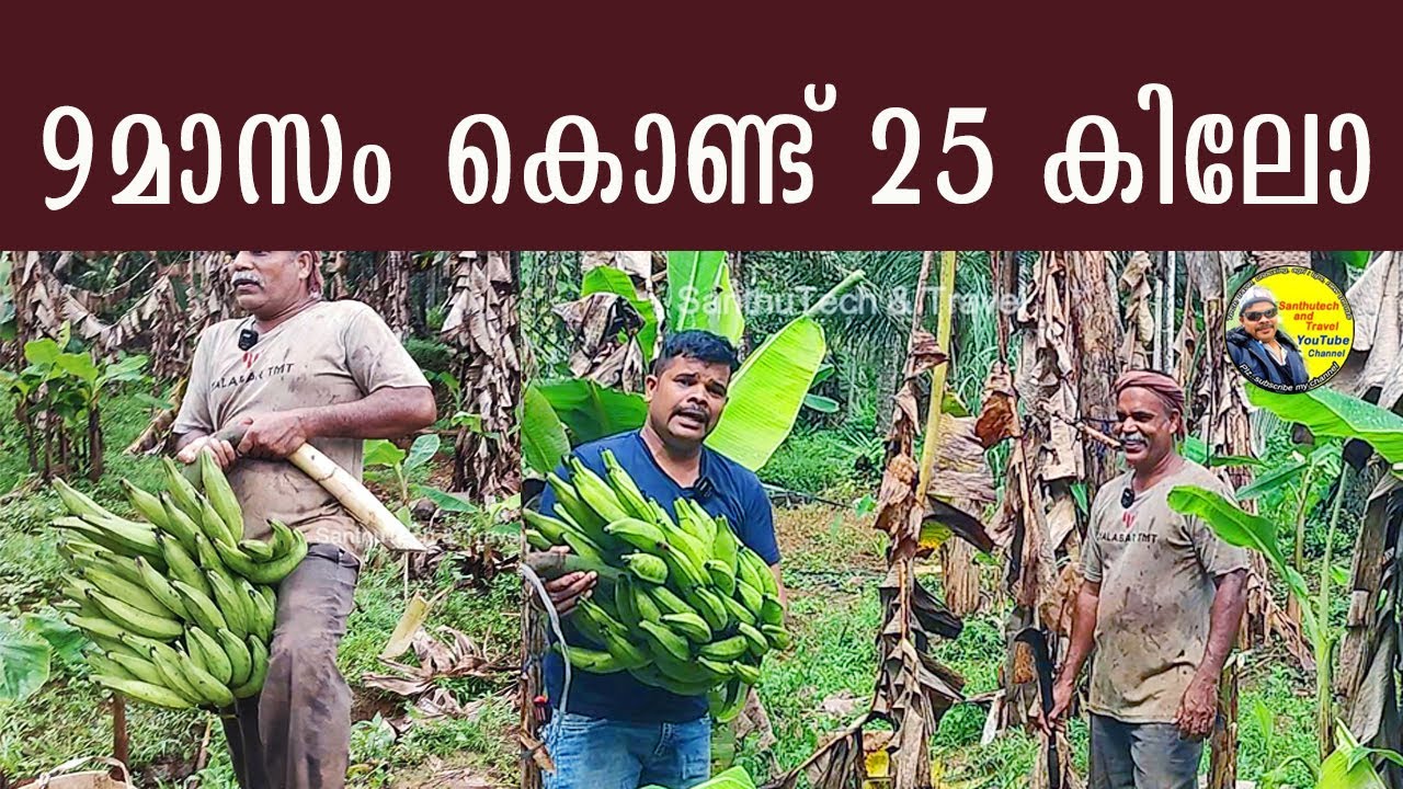 9 മാസം കൊണ്ട് 25 കിലോ സൂപ്പർ | banana cultivation | vazha