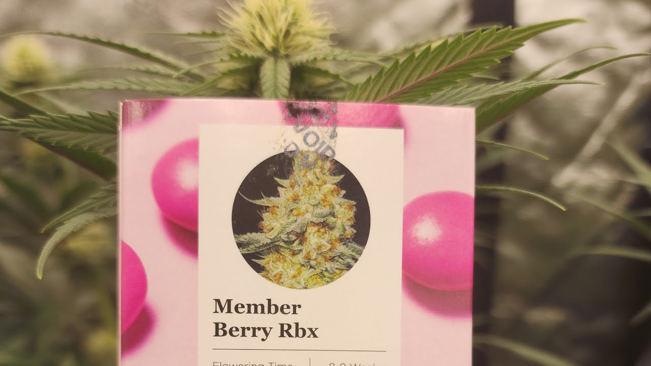 Ethos Member Berry!!  Stacking Power Activate!