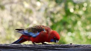 Crimson Rosellas - Take 2