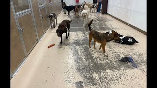DOGFATHER TV is live! Doggy Daycare💯🐶