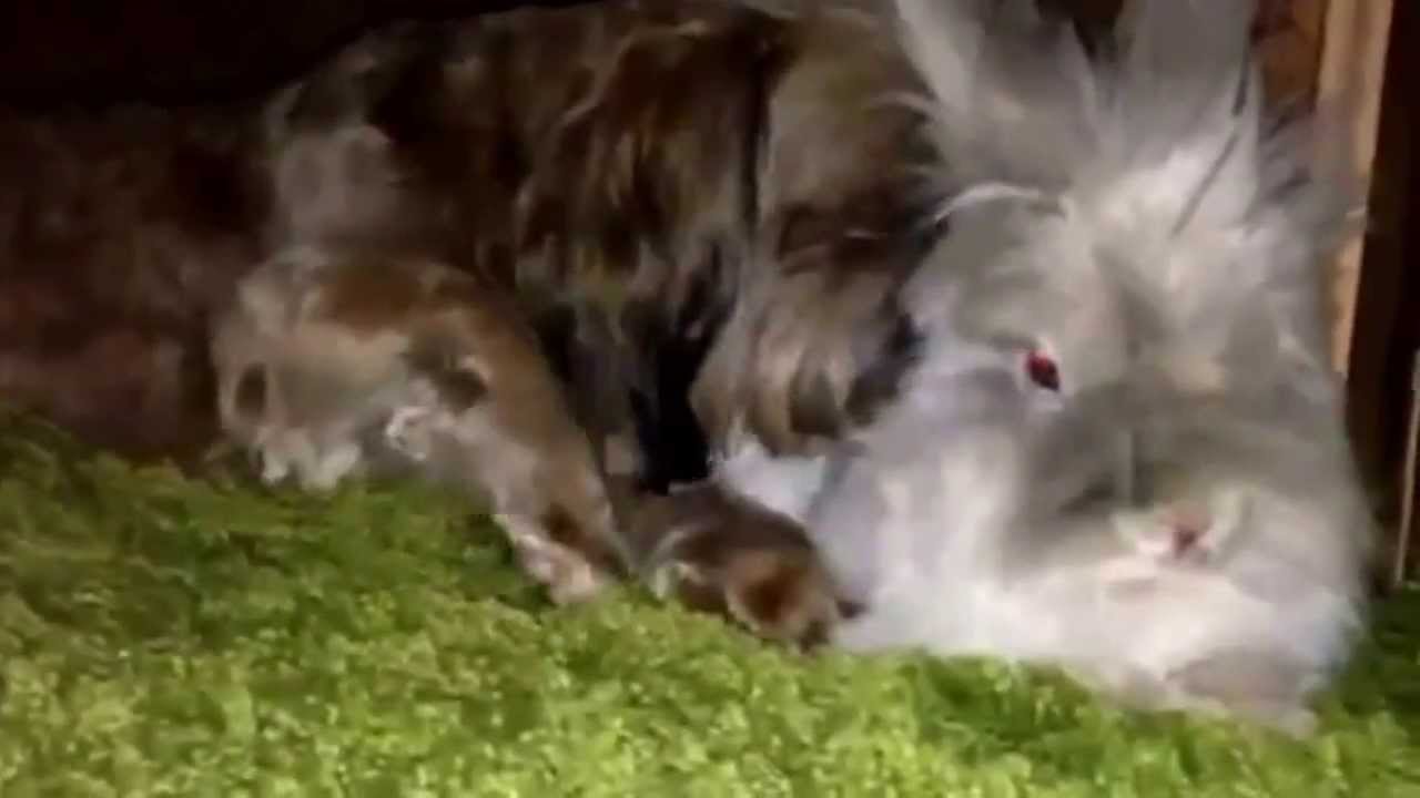 Hund und Hase total süß&hellip; YouTube