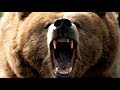 Grizzly bear roar