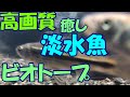 【高画質 淡水魚ビオトープ】癒しのビオトープ【メダカ飼育#37】