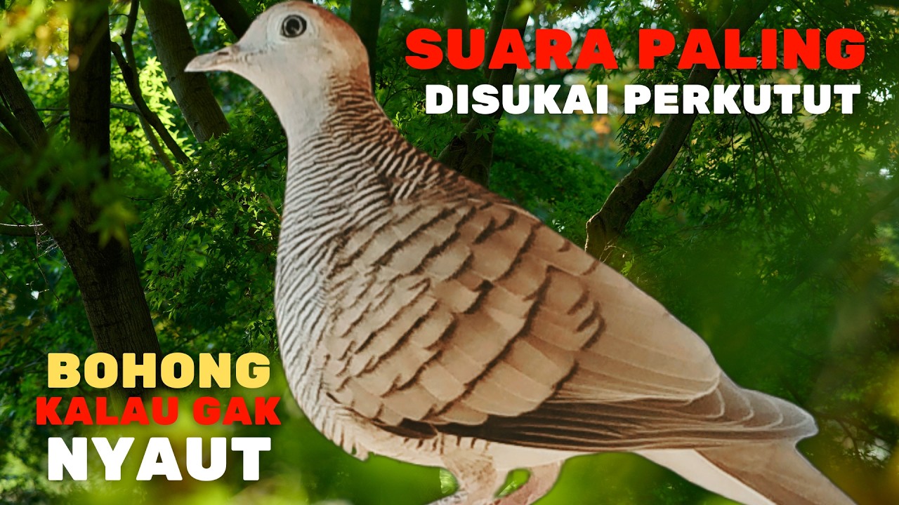 Perkutut Lokal Gacor RAJA PIKAT SUARA PALING DISUKA | Ahlinya Bikin Semua Burung Perkutut Nyaut L36