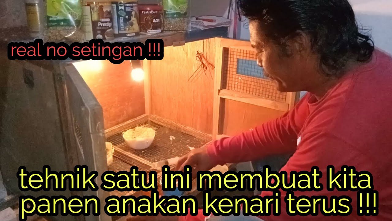 hand feeding kenari lancarkan ternak kenari