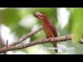 リュウキュウアカショウビン巣立ち Leaving the nest of Ruddy Kingfisher