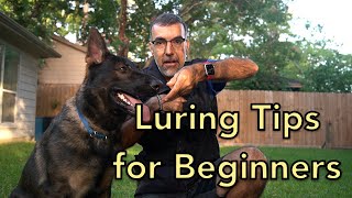 Luring Tips For Beginners by Longoriahaus Dog Training 978 views 1 year ago 6 minutes, 50 seconds