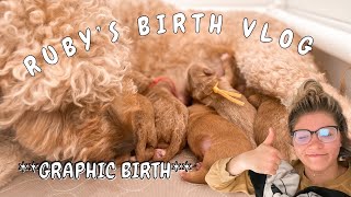 RUBY’S BIRTH VLOG *GRAPHIC* | THE SWIG LITTER by Allie Hoth 1,797 views 1 year ago 10 minutes, 47 seconds