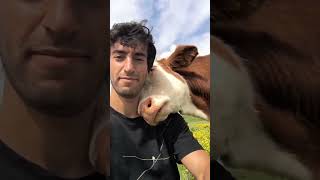 “Vefalı İnek: Sahibini Asla Yalnız Bırakmıyor 🐄❤️” Resimi