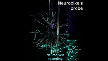 Neuropixels Probe Recording Activity in Neurons