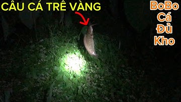 Câu CÁ TRÊ VÀNG Đêm Tối CÁ RÔ - CÁ LÓC- THÁC LÁC Đầy Đủ / Muỗi Kêu Mà Nổi Da Gà @Caucalongan62