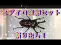 ニジイロクワガタの産卵セットを割り出して行く‼︎