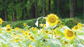 ひまわり畑 | 自然音 おと風景【ASMR 環境音】