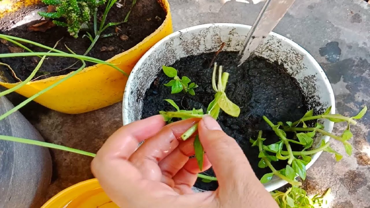 How To Grow Rice Paddy Herb Ma Om YouTube how-to-grow-rice-paddy-herb-ma-om-youtube