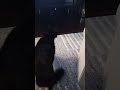 Parents B. Like #funny #cat #youtubeshorts #cute #fyp #pets