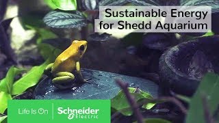 Internet of Things (IoT) & EcoStruxure: Sustainable Energy for Shedd Aquarium | Schneider Electric screenshot 1
