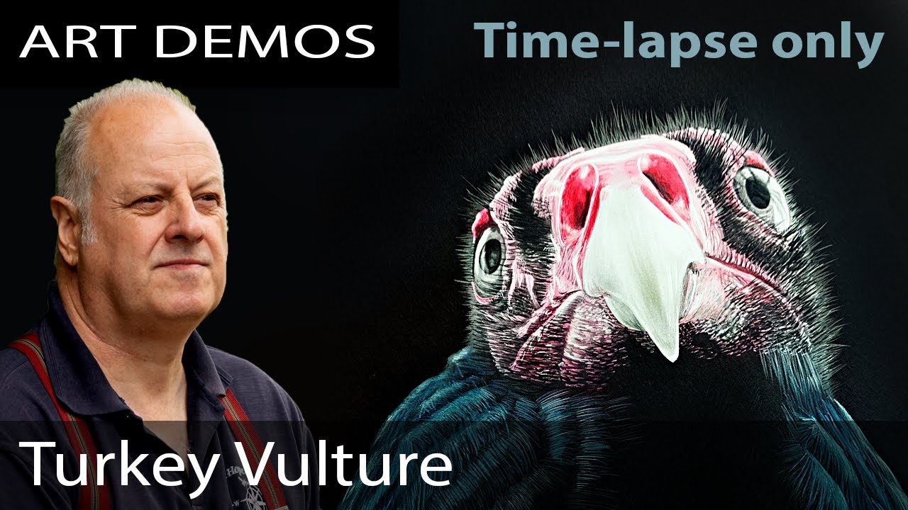 Turkey Vulture Timelapse 