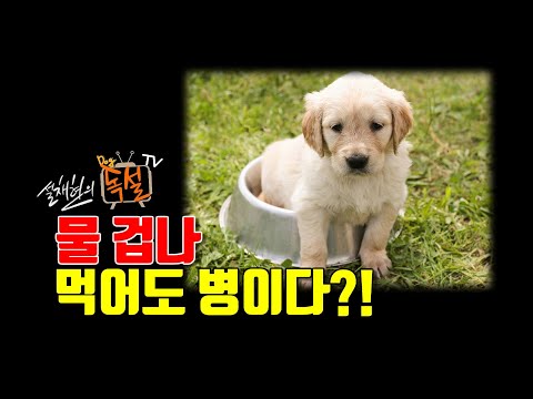 [설채현 수의학] 강아지 병있으면 물 많이 먹는다고?