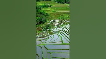 #Shorts Terraced Rice Fields, Bali, Indonesia | #Nature #Agriculture #Valley #Landscape #Scenery #4K