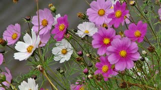 KOSMOSY 🌿🌸🌿Z cyklu - kwiaty z mojej rabaty ♥Cosmos 🌸🌿🌸flowers from my garden