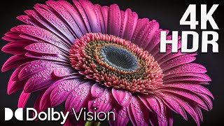Wonderful 4K HDR 120FPS Dolby Vision