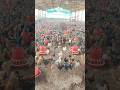 काबिल बनो और खरीदलो ओ हर चीज #poultry #chicken #farming #poultryfeed