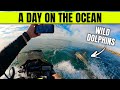 A day on the ocean with dolphins