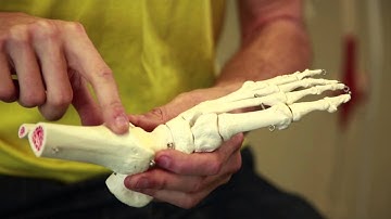 Biomechanical modelling