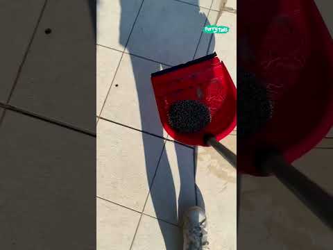 🦔 Hedgehog saved