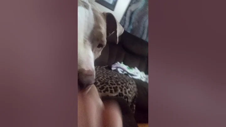 Bad Dog!!