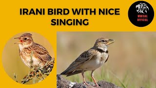 Jal Bird Mashadi Full Singing Bird Singing Bird Voice Mashadi Jal