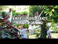 Amazing Rare Plants For 15 Years😱 Ang Laki Na Nila!| Black Cardinal, Tri Color, Philo Popeye & More