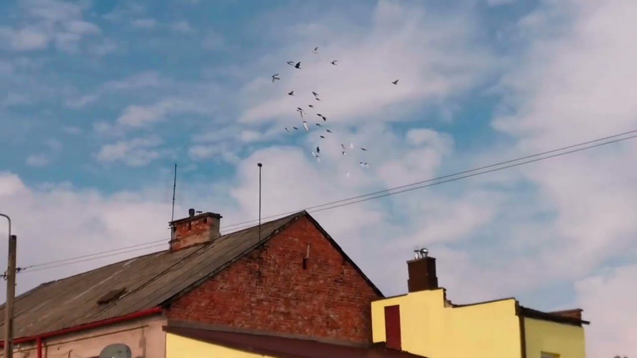 Puszczenie czajek. 21.02.2026