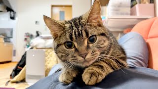 悪さをしてる途中に甘えたくなって何度もお腹に乗ってくる子猫w