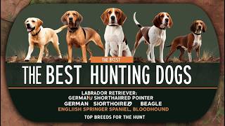 Top 5 Hunting Dogs: The Ultimate Companions in the Wild