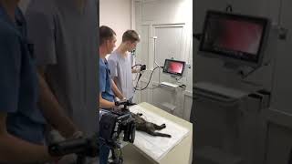 Cat Feline Endoscope Endoscopy Video .Portascope