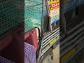Handmade Cage Supply