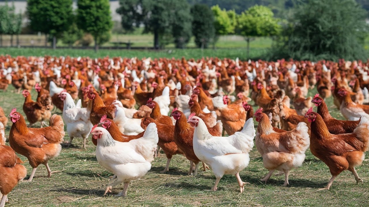 Raising 1000 free range chickens effectively by farmers - YouTube
