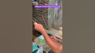Artificial Insemination Gun Load | #insemination #veterinary #shorts #animals #short #rajudangi