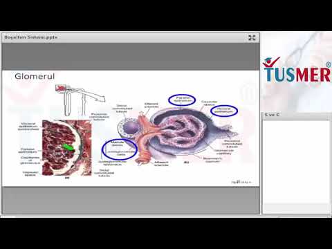 TUSMER e-Amfi - Boşaltım sistemi fizyolojisi