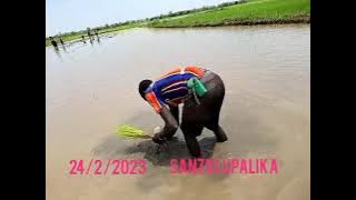 SANZU LUPALIKA MAJI MEGI SANA 2023  MAJIMOTO KWETU