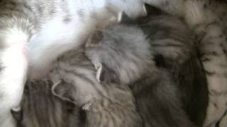 Egyptian Mau kittens 2014 by CatteryAsenka 339 views 9 years ago 5 minutes, 6 seconds