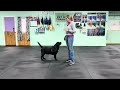 Bodie - (Part 2) Loose Leash Walking Practice, Info & Tips for Success.
