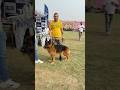 Karnal Dog show#trendingshorts#doglover#gsdlovers#dogshorts#doglovers#indiandoglovers#dog