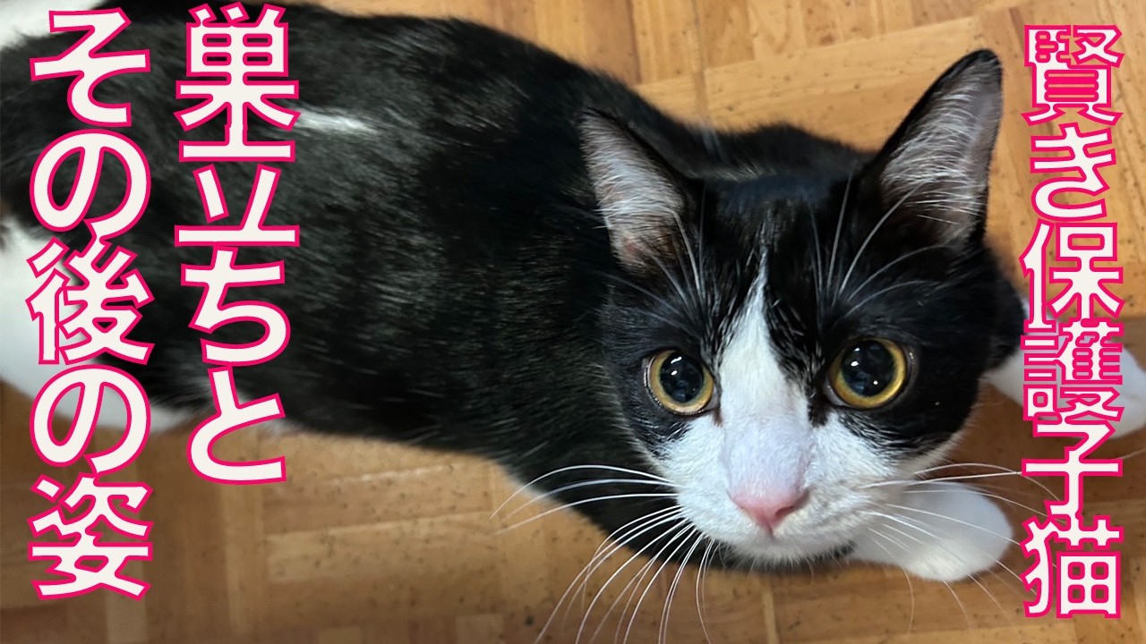 賢き保護子猫、幸せへの巣立ち Depature of  The rescued kitty